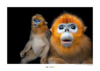 Komar Golden Snub nosed Monkey affiche art 40x30cm | Yourdecoration.fr
