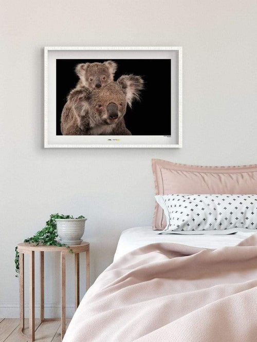 Komar Koala Bear affiche art 70x50cm Sfeer | Yourdecoration.fr