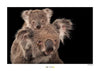 Komar Koala Bear affiche art 70x50cm | Yourdecoration.fr