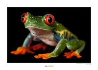 Komar Red eyed Treefrog affiche art 70x50cm | Yourdecoration.fr