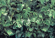 Komar Intisse Papier Peint 8 333 Verdure | Yourdecoration.fr