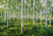 Komar Intisse Papier Peint 8 744 Sunny Day | Yourdecoration.fr