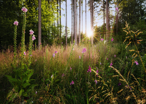 Komar Intisse Papier Peint X7 1005 Summer Glade | Yourdecoration.fr