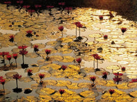 Bruno Baumann  Lotus Pond affiche art 80x60cm | Yourdecoration.fr