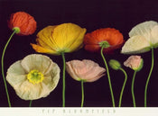 Pip Bloomfield  Poppy Garden I affiche art 91x66cm | Yourdecoration.fr