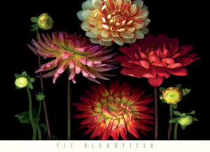 Pip Bloomfield  Dahlia Garden affiche art 91x66cm | Yourdecoration.fr