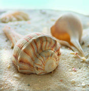 Donna Geissler  Beach Shell III affiche art 30x30cm | Yourdecoration.fr