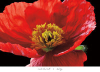 Amalia Elena Veralli  Red Poppy affiche art 91x66cm | Yourdecoration.fr