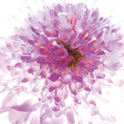 Ingrid Ulmer  Murano affiche art 50x50cm | Yourdecoration.fr