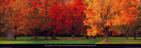 Tom Mackie  Maple Trees in Autumn affiche art 95x33cm | Yourdecoration.fr