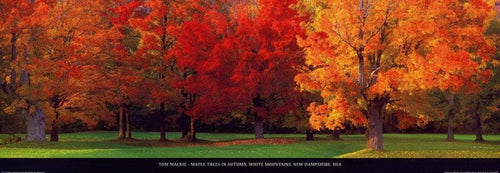 Tom Mackie  Maple Trees in Autumn affiche art 95x33cm | Yourdecoration.fr