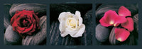 Laurent Pinsard  Roses on stones affiche art 95x33cm | Yourdecoration.fr