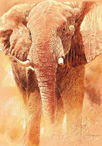 Renato Casaro  Elefant Study affiche art 70x100cm | Yourdecoration.fr