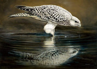 Renato Casaro  Drinking Falcon affiche art 70x50cm | Yourdecoration.fr