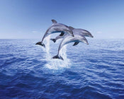 Pyramid Dolphin Trio Affiche 50x40cm | Yourdecoration.fr