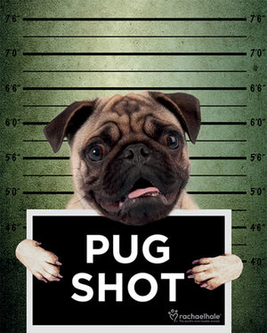 Pyramid Rachael Hale Pug Shot Banjo Affiche 40x50cm | Yourdecoration.fr