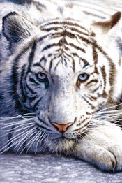 Pyramid White Tiger Affiche 61x91,5cm | Yourdecoration.fr