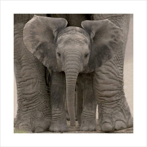 Pyramid Big Ears Baby Elephant affiche art 40x40cm | Yourdecoration.fr