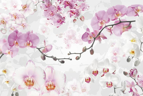 Komar Allure Papier Peint Intissé 368x248cm | Yourdecoration.fr