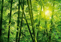 Papier Peint - Bamboo Forest 366x254cm - Papier