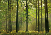 Papier Peint - Autumn Forest 366x254cm - Papier