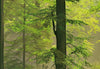 Papier Peint - Autumn Forest 366x254cm - Papier