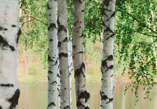 Papier Peint - Nordic Forest 366x254cm - Papier