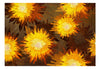 Papier Peint - Sunflower Dance - Intissé