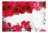 Papier Peint - Colors of Spring Red - Intissé