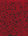 Komar Roses Papier Peint 194x270cm | Yourdecoration.fr