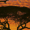 Komar African Sunset Papier Peint National Geographic 194x270cm | Yourdecoration.fr