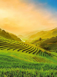 Wizard+Genius Terraced Rice Field In Vietnam Papier Peint Intissé 192x260cm 4 bandes | Yourdecoration.fr