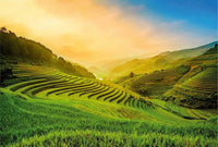 Wizard+Genius Terraced Rice Field In Vietnam Papier Peint Intissé 384x260cm 8 bandes | Yourdecoration.fr