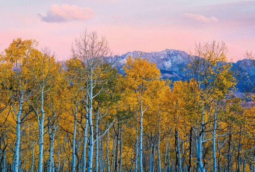 Wizard+Genius Birches and Mountains Papier Peint Intissé 384x260cm 8 bandes | Yourdecoration.fr