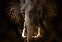 Wizard+Genius Elephant Ivory Papier Peint Intissé 384x260cm 8 bandes | Yourdecoration.fr