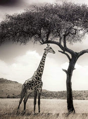 Wizard+Genius Giraffe Safari Papier Peint Intissé 192x260cm 4 bandes | Yourdecoration.fr
