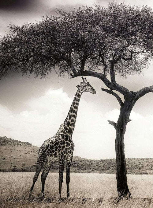 Wizard+Genius Giraffe Safari Papier Peint Intissé 192x260cm 4 bandes | Yourdecoration.fr