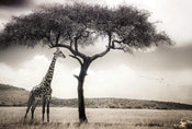 Wizard+Genius Giraffe Safari Papier Peint Intissé 384x260cm 8 bandes | Yourdecoration.fr