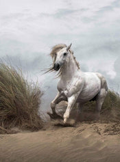 Wizard+Genius White Wild Horse Papier Peint Intissé 192x260cm 4 bandes | Yourdecoration.fr