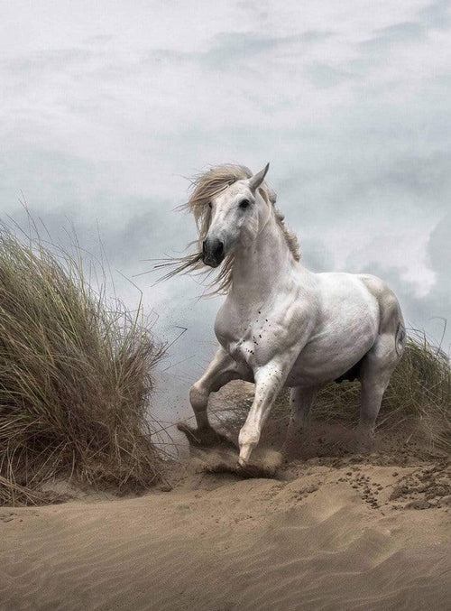 Wizard+Genius White Wild Horse Papier Peint Intissé 192x260cm 4 bandes | Yourdecoration.fr