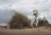 Wizard+Genius White Wild Horse Papier Peint Intissé 384x260cm 8 bandes | Yourdecoration.fr
