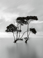 Wizard+Genius Trees In The Still Water Papier Peint Intissé 192x260cm 4 bandes | Yourdecoration.fr