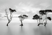 Wizard+Genius Trees in the Still Water Papier Peint Intissé 384x260cm 8 bandes | Yourdecoration.fr