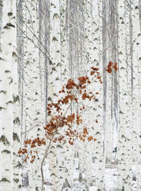 Wizard+Genius White Birch Forest Papier Peint Intissé 192x260cm 4 bandes | Yourdecoration.fr