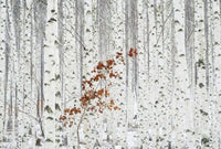 Wizard+Genius White Birch Forest Papier Peint Intissé 384x260cm 8 bandes | Yourdecoration.fr