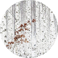 Wizard+Genius White Birch Forest Papier Peint Intissé 140x140cm rond | Yourdecoration.fr