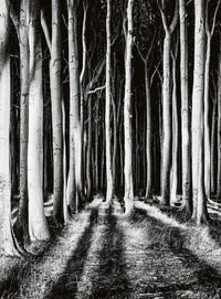Wizard+Genius Ghost Forest Papier Peint Intissé 192x260cm 4 bandes | Yourdecoration.fr