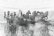 Wizard+Genius White Horses Papier Peint Intissé 384x260cm 8 bandes | Yourdecoration.fr