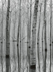 Wizard+Genius Birch Forest In The Water Papier Peint Intissé 192x260cm 4 bandes | Yourdecoration.fr