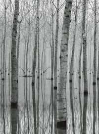 Wizard+Genius Birch Forest In The Water Papier Peint Intissé 192x260cm 4 bandes | Yourdecoration.fr
